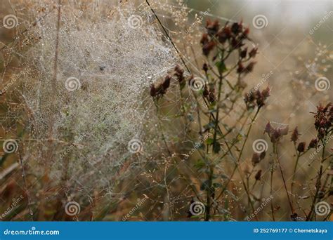Closeup View Of Cobweb With Dew Drops On Plants Outdoors Stock Image