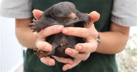Zerochan has 18 niffler anime images, fanart, and many more in its gallery. This adorable animal looks exactly like Niffler from ...