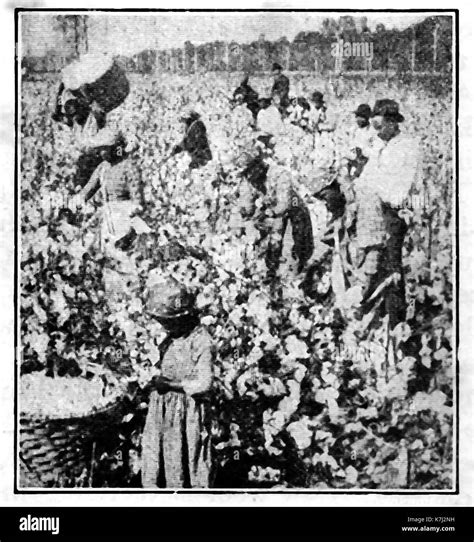1914 Picking Cotton A Scene On A Cotton Plantation In The Usa Stock