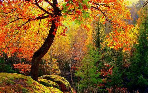 Beautiful Autumn Forest Trees Autumn Forests Nature Hd Wallpaper