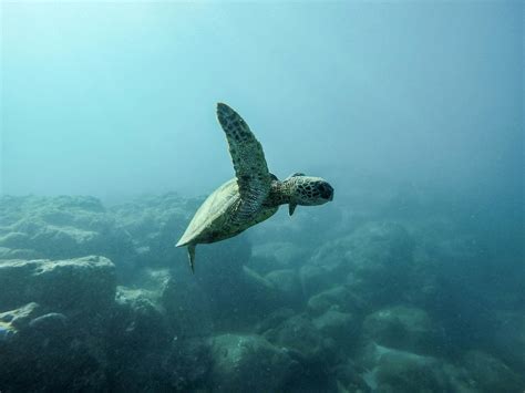 Schildkröte Unter Wasser · Kostenloses Stock Foto