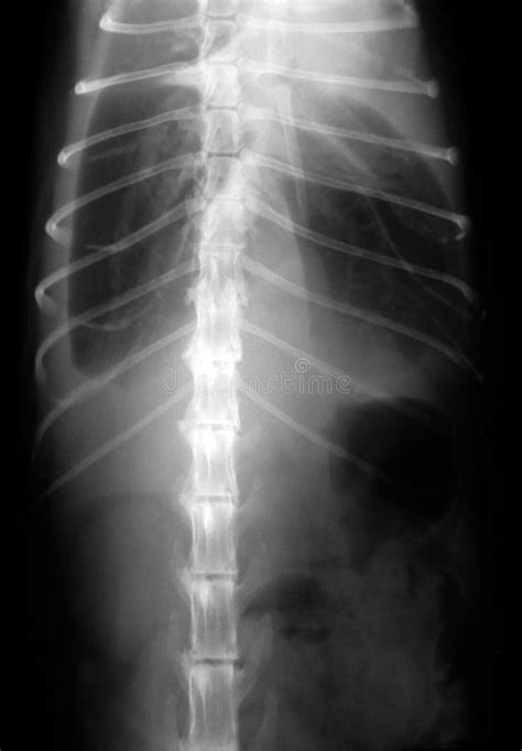 Cat Lungs X Ray Stock Image Image Of Pneumonia Skeletal 3969561