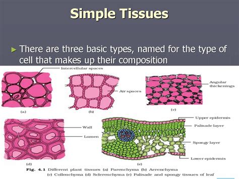 Simple Tissues Types Parenchyma Collenchyma Sclerenchyma Tissues