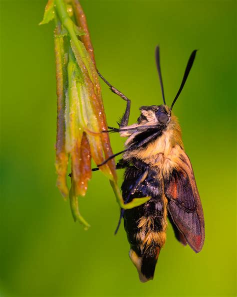 Insectes Et Autres Invertébrés Flickr