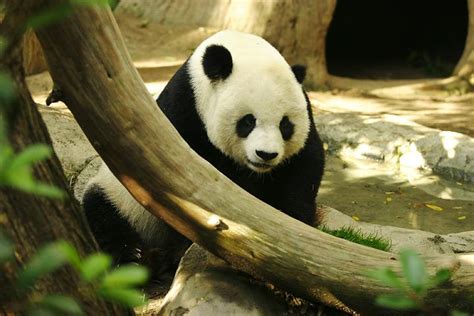 Giant Panda Ailuropoda Melanoleuca Wiki Image Only