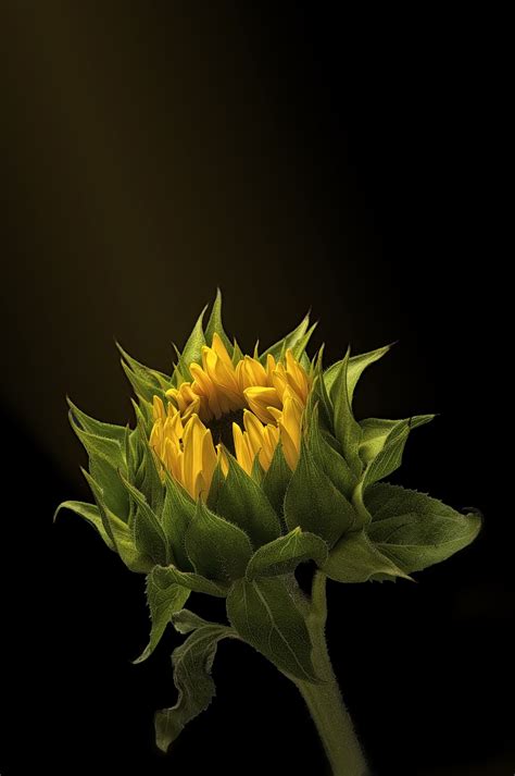 20% off wallpaper is happening now. SunLight - A single sunflower on a black background. | Black backgrounds, Background, Sunlight