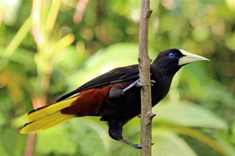 The Magnificent Crested Oropendola A Bird Of Distinction