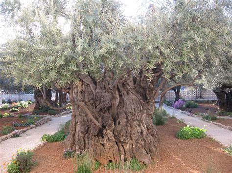One Of The Oldest Olive Trees In Jerusalem A Photo On Flickriver