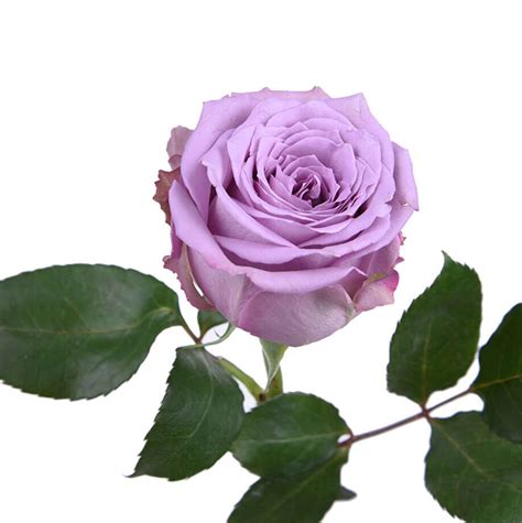 Lilac Rose Lilac Roses Rose Flowers