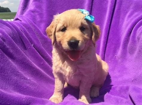 We did not find results for: Adorable Golden Retriever puppies for sale for Sale in ...