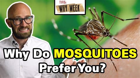 Why Week Why Are Mosquitoes More Attracted To Some People Than Others