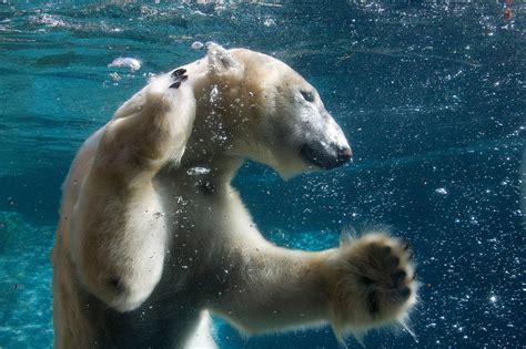 Polar Bears Usually Swim Under Water At Depths Of 3 45 M 98 148 Ft
