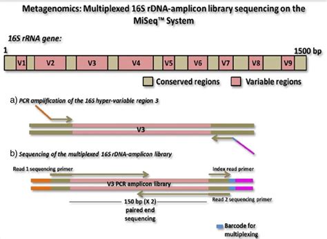 Multiplexed 16 S Rdna Amplicon Library Sequencing On Illumina Miseq