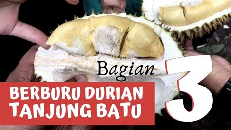 Berburu Durian Tanjung Batu 3 Tergoda Bukit Asmara Duriantanjungbatu