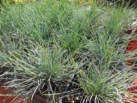 Elijah Blue Fescue Ornamental Grass Fully Rooted Live Clumps Scenic