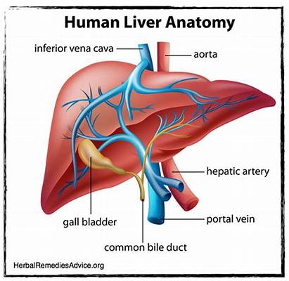 Liver Anatomy Does Left Lobe Human Organ