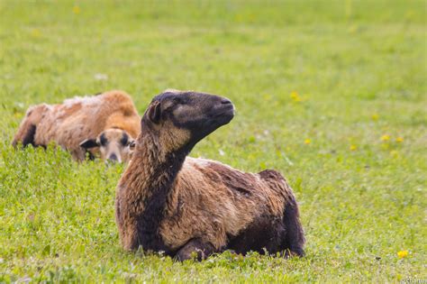 Black Sheep Herbivorous Vertebrate Sheep Day Animals In The Wild