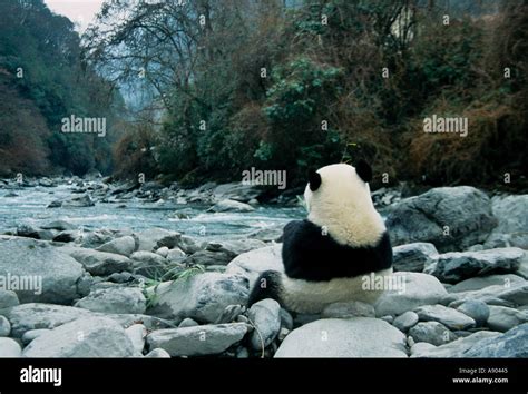 Giant Panda Eats Bamboo By The River Backview Wolong Panda Reserve
