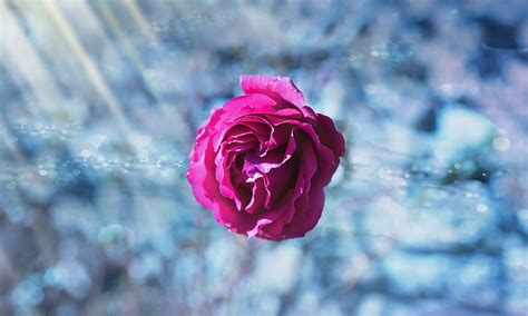 Macro Photography Of Pink Rose Hd Wallpaper Wallpaper Flare