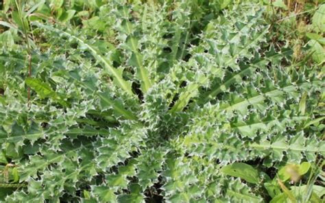 Wisconsin Weed Identification Plumeless Thistle Wisconsin Horticulture