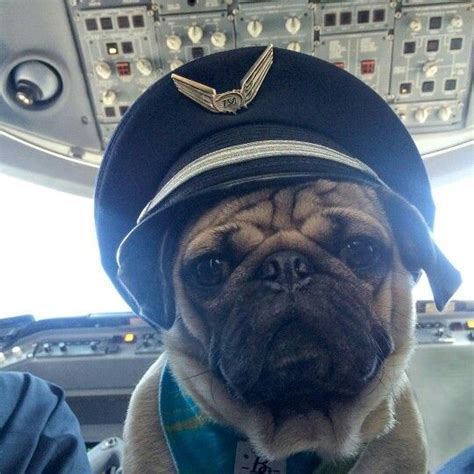 Doug Is Flying The Plane Pug Dog Pugs Dogs