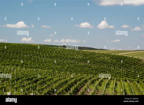 Moldova Famous Vinery Of Cricova Vineyards Stock Photo Alamy