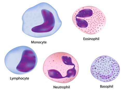 The Gallery For Types Of Leukocytes