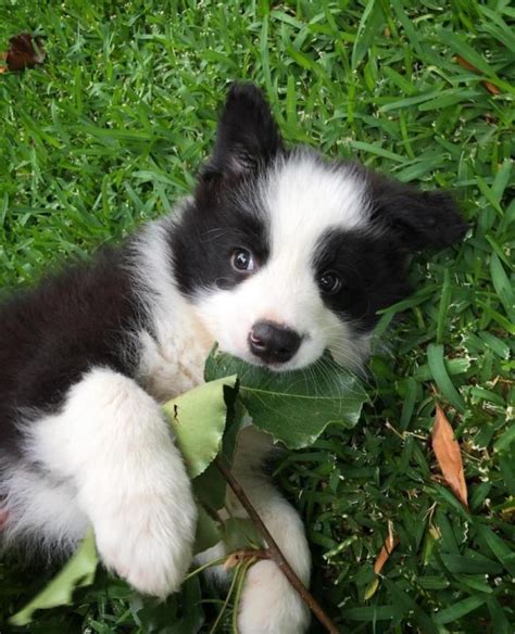 View Image 1 For Adorable Border Collie Puppies For You Guelph