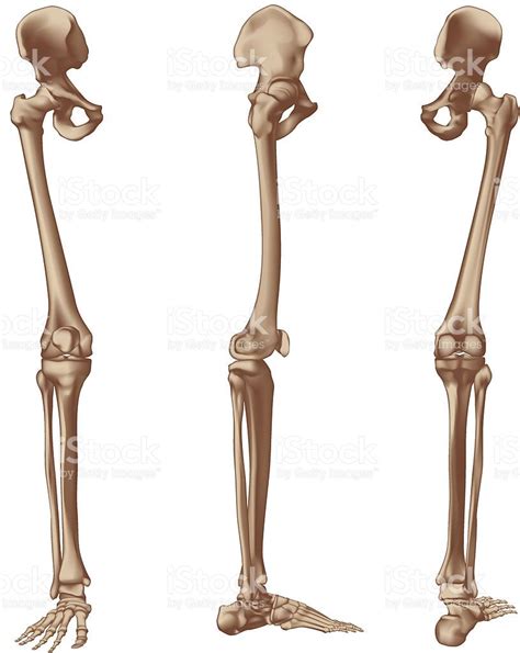 Right Leg Bones In Three View Front Side And Back Every Single