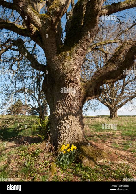 Daffodils Growing Amongst Oak Tree Roots Stock Photo Alamy