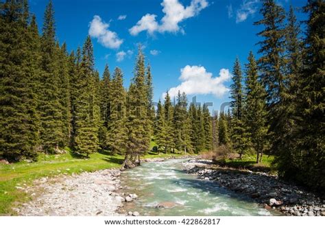 Mountain River Pine Forest Stock Photo Edit Now 422862817