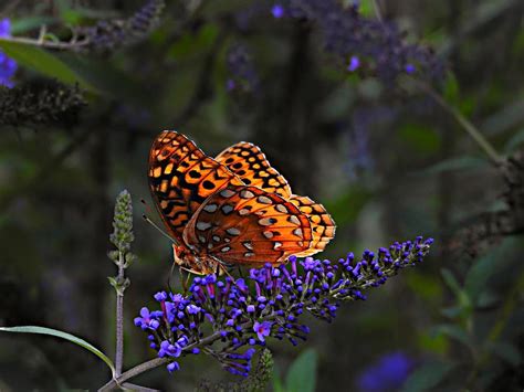 Great Spangled Fritillary Butterfly Photograph By William Tanneberger
