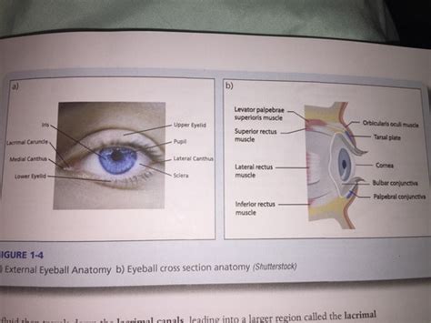 Anatomy Ii Lab Quiz 1 Vision And Eyes Flashcards Quizlet