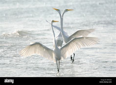 Great White Herons Flying Flock Over Water Stock Photo Alamy