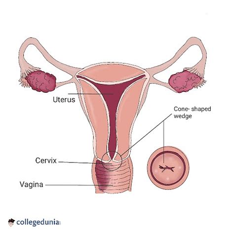 Cervical Anatomy Uterus