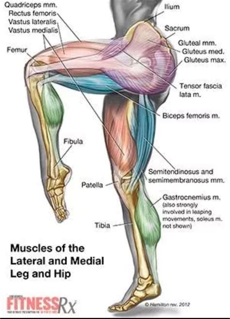 Need To Know The Very Muscle Of Your Legs And Down Leg Anatomy Anatomy