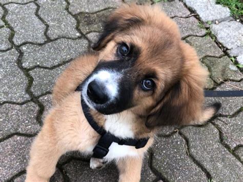 Besonderheiten bei deutschen schäferhund mischlingen. Babo (Deutscher Schäferhund - Mischling, 2 Jahre 7 Monate ...