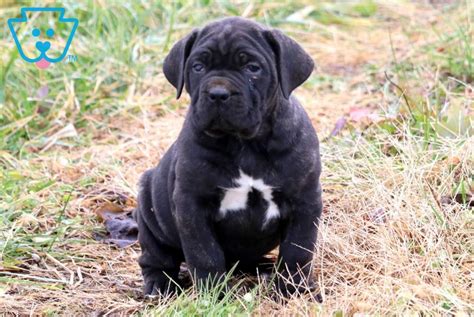 Cane Corso Dog Breed History And Some Interesting Facts