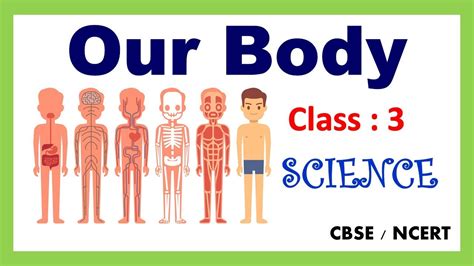 Our Body Class 3 Science Evs Cbse Ncert Organ System