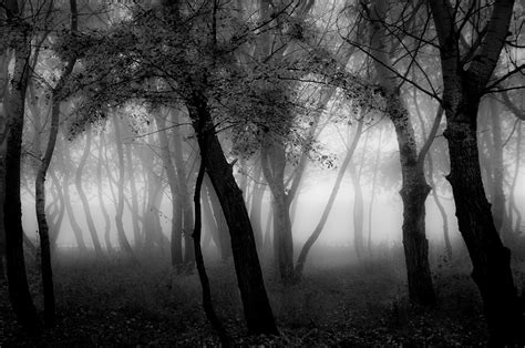 Dark Forest On Behance