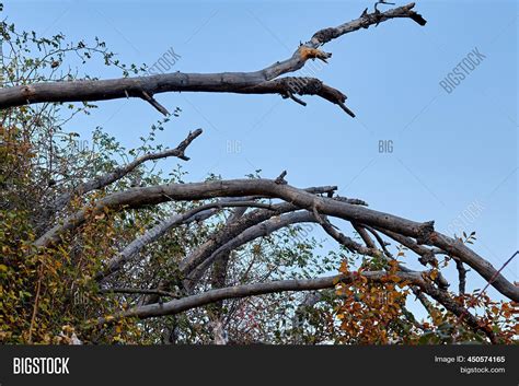 Branches Dry Tree Image And Photo Free Trial Bigstock