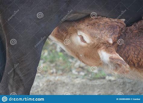 Baby Newborn Calf Veal Breastfeeding Detail Stock Photo Image Of