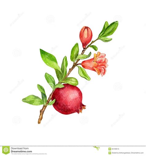 Illustration About Pomegranate Tree Branch With Fruit Leaves Buds And