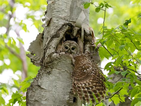 Barred Owl Nesting A Complete Guide Birdfact