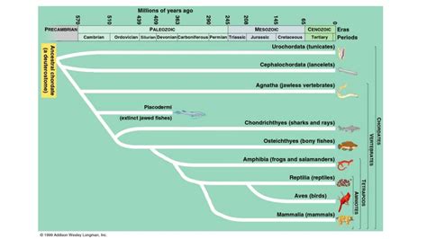 Phylum Chordata Phylogenetic Tree