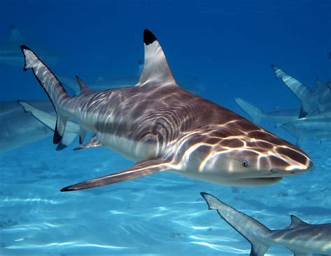 Blacktip Reef Shark Ocean Treasures Memorial Library