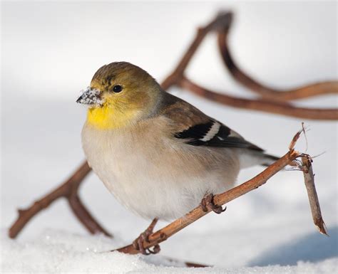 Where Do Winter Birds Go At Night