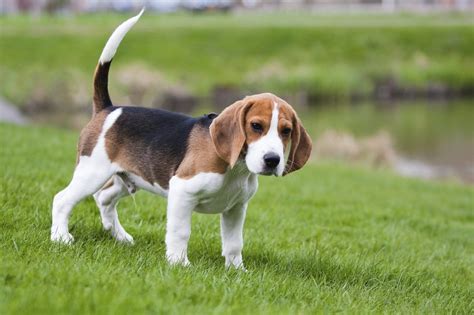 All About Beagles Facts And Information