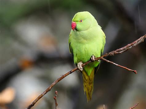 Parakeets Of London All You Need To Know Birdfact