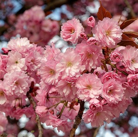 Buy Flowering Cherry Trees Prunus Kanzan Charellagardens
